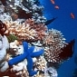 Sediments Can Promote Coral Reef Development