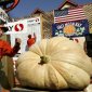 Here's a 686 Kilo (1,524-Pound) Pumpkin!