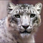 Seed Notes Now Available for the Latest Snow Leopard Build (10A335)