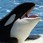 Send Whales to Sanctuaries, PETA Tells SeaWorld