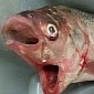 Seriously Creepy Fish with Two Mouths Caught in South Australia