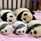 Seven Baby Pandas Take Group Pictures Together