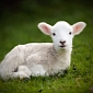 Seven-Legged Lamb Was Born in Inner Mongolia – Video