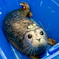 Seven Rescued Harbor Seal Pups Returned to the Wild in Vancouver