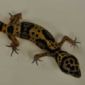 Severed Gecko Tails Still Perform 'Acrobatics'