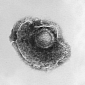 Sewers Reveal Thousands of Unknown Viruses