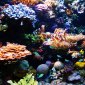 Sexually Transmitted Diseases and Coral Death