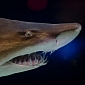 Shark Antibodies Could Help Treat Breast Cancer, Scientists Believe