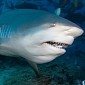 Shark Attack in US Lake Explained by Wildlife Experts