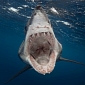 Shark Close-Up Goes Viral
