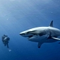 Shark Cull in Western Australian Given the Thumbs Up by Minister Greg Hunt