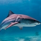 Shark Is Shot in the Head 4 Times, the Carcass Is Dumped at Sea