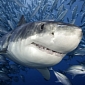 Sharks Longer than 3 Meters (9.8 Feet) to Be Killed in Western Australia
