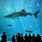 Sharks May Not Be Living Fossils After All