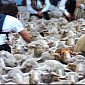 Sheep Protest in New Zealand Goes Viral