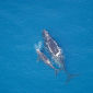 Ships Get Speed Restrictions to Protect Whales