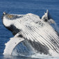 Ships Must Now Avoid Right Whale Paths