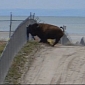 Shocking Bison Attack Caught on Camera in Utah State Park