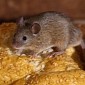 Shopper Shocked to Find a Live Mouse in Loaf of Bread He Got from Aldi