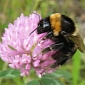 Short-Haired Bumblebees Are Nesting Again in the UK