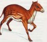 Short History of Horses' Evolution