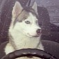 Siberian Husky Crashes Owner's Car into Mercedes in Parking Lot