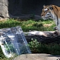 Siberian Tigers in China Are Given Ginormous Ice Cubes to Help Them Cool Off