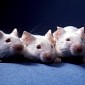Simple Injection Reverses Type 2 Diabetes Symptoms in Mice