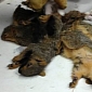 Six Squirrels Fuse Their Tails Together, Need Help Getting Untangled