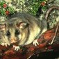Australian Skiers Are a Menace for Living Fossil Marsupials