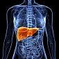 Skin Cells Turned into Mature, Fully Functioning Liver Cells