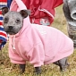 Skin Condition Makes Puppy Lose All Her Fur, Rescuers Give Her Jumpers