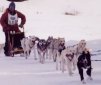 Sled Dogs: The Race of the Frozen North