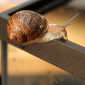 Slime Mucus Not Essential for Snails' Movements
