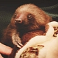 Sloth Named Araña Thriving at Zoo in New York