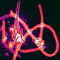 Small Molecules Keep Ebola Out of Human Cells
