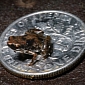 Smallest Vertebrate on Earth Is a Tiny Frog