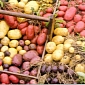 Smartphone App Helps Farmers Grow Bigger, Better Potatoes