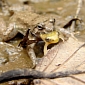 Smelly Frogs to Treat Powerful Infections