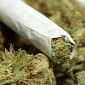 Smoking Marijuana Argued to Lower Inflammation in the Body