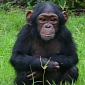 Smuggler Guilty of Trafficking 500 Endangered Chimps Gets One Year in Prison
