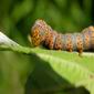 Snail-Eating Caterpillar Discovered in Hawaii