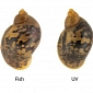 Snail “Grows” Spots on Its Shell to Fool Predators, Protect Itself Against UV Light