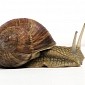 Snail Shells Might Hold Secret for Longer-Lived Batteries