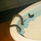 Snake Found in Starbucks Bathroom in San Antonio