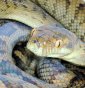 Snakes Hear in Stereo Using Their Jaws!