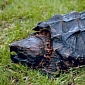Snapping Turtles in the US Are Moving to the City