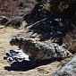 Snow Leopard Captured, Fitted with GPS Collar in Nepal