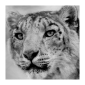 Snow Leopard Compatibility Checker App Available - Free Download
