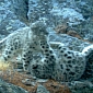 Snow Leopard Cubs Caught on Camera in Eastern Russia